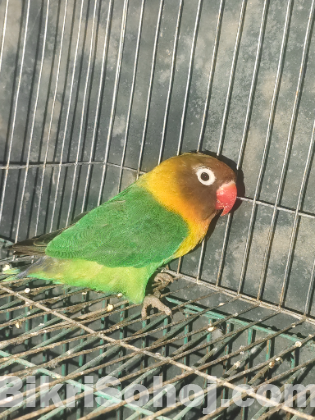 লাভ বার্ড